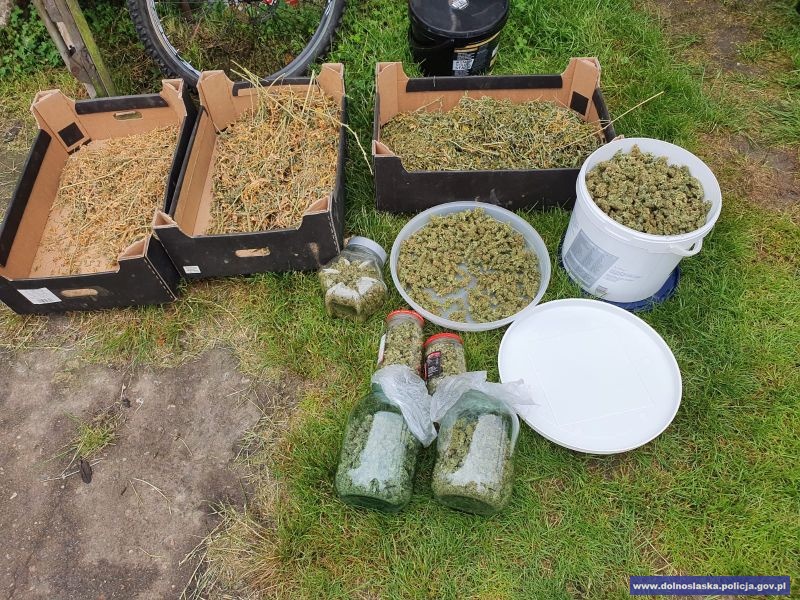 Policjanci zabezpieczyli blisko 2 kg marihuany
