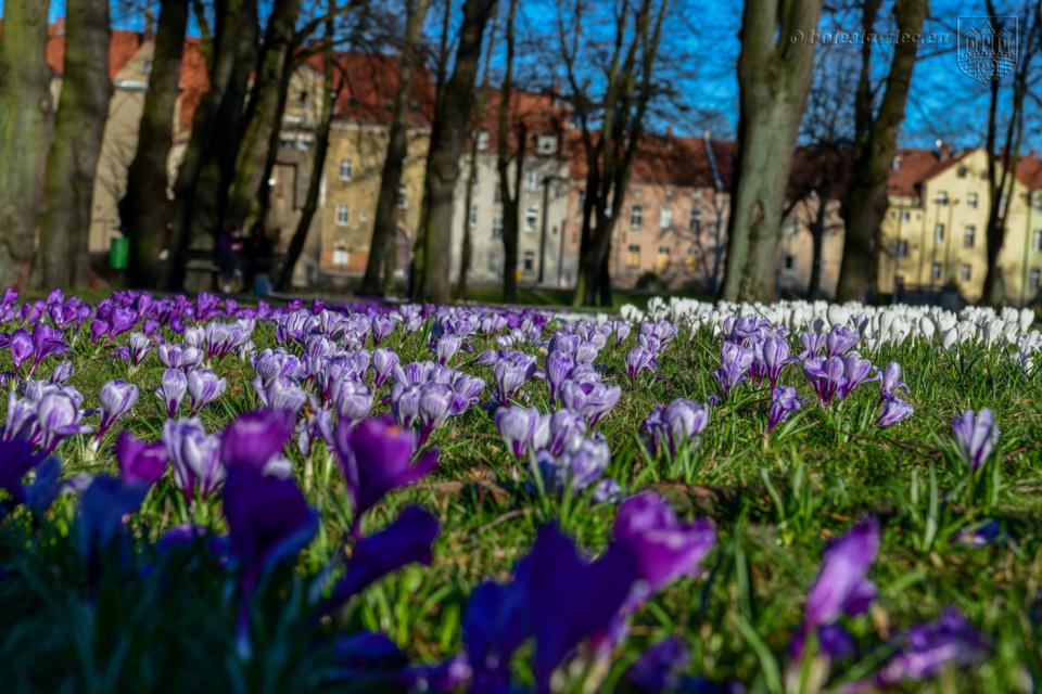 Miasto Bolesławiec otrzymało dofinansowanie na stworzenia kwietnych łąk