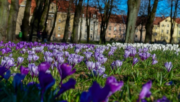 Miasto Bolesławiec otrzymało dofinansowanie na stworzenia kwietnych łąk